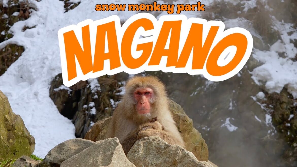 Snow Monkey Park I Nagano, Jigokudani #snowmonkey #monkey #Japan #japantrip #traveljapan Snow Monkey Park I Nagano, Jigokudani #snowmonkey #monkey #Japan #japantrip #traveljapan