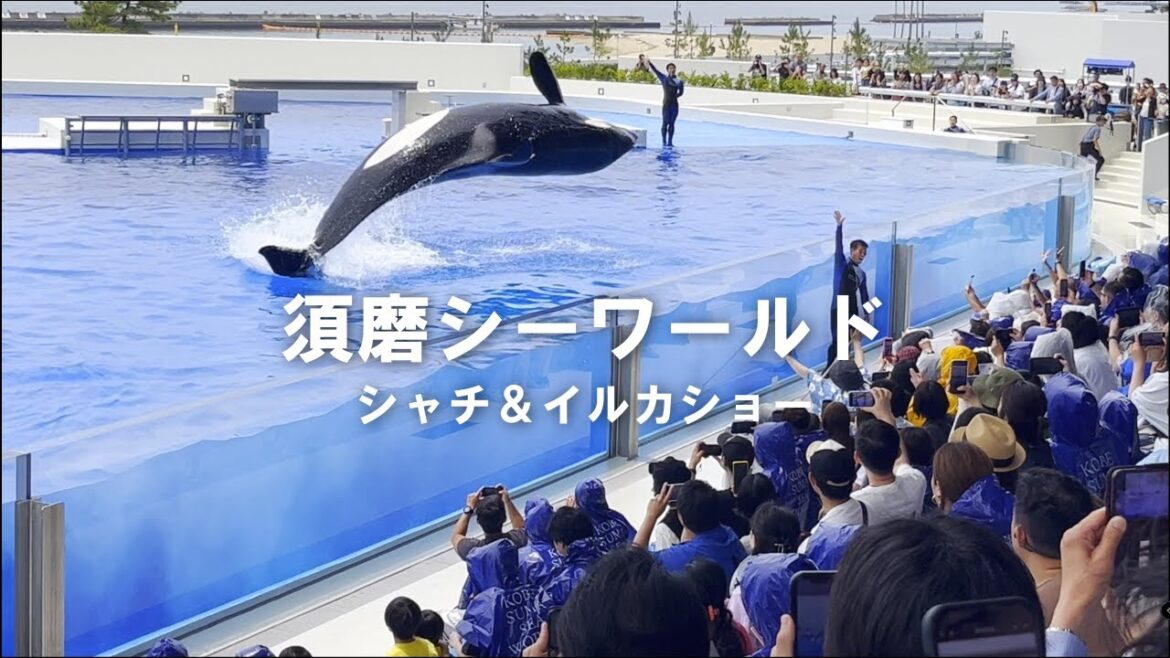 【神戸須磨シーワールド】1日Vlog 迫力満点シャチとイルカショー🐬/須磨水族館/オルカショ―/神戸観光/旅行　Kobe Suma Sea World
