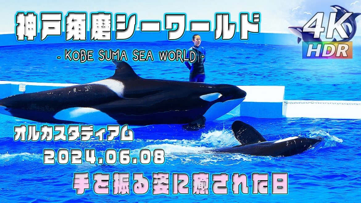 【4K HDR】手をふるシャチの可愛さよ!6月8日シャチパフォーマンス – 神戸須磨シーワールド オルカスタディアム – KOBE SUMA SEA WORLD – スマシー VLOG 04 【4K HDR】手をふるシャチの可愛さよ!6月8日シャチパフォーマンス - 神戸須磨シーワールド オルカスタディアム - KOBE SUMA SEA WORLD - スマシー VLOG 04