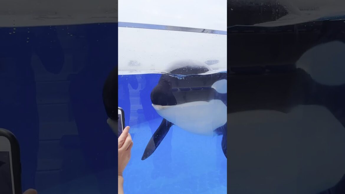 魚より人の方が多い…！？迫力満点シャチとイルカショー公開中🐬【神戸須磨シーワールド】1日Vlog /須磨水族館/オルカショ―/神戸観光/旅行 Kobe Suma Sea World