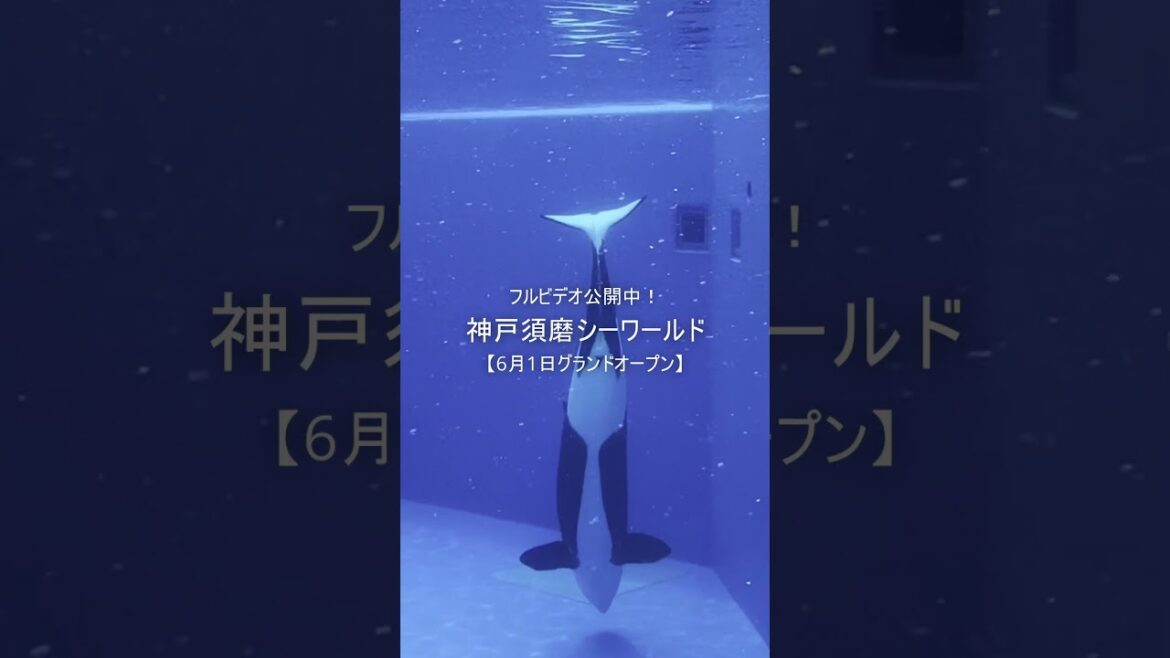 魚より人の方が多い…！？迫力満点シャチとイルカショー公開中🐬【神戸須磨シーワールド】1日Vlog /須磨水族館/オルカショ―/神戸観光/旅行 Kobe Suma Sea World