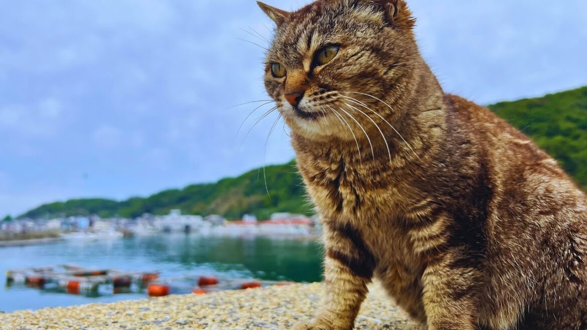 Visiting JAPAN’S LOVELY CAT ISLAND (Ainoshima Island)2024 Visiting JAPAN'S LOVELY CAT ISLAND (Ainoshima Island)2024