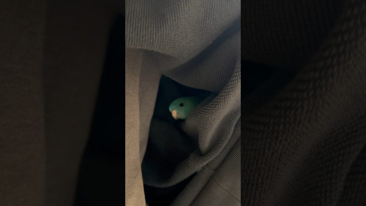 Lineolated Parakeet Wasabi Lives in My Sweatshirt #Shorts