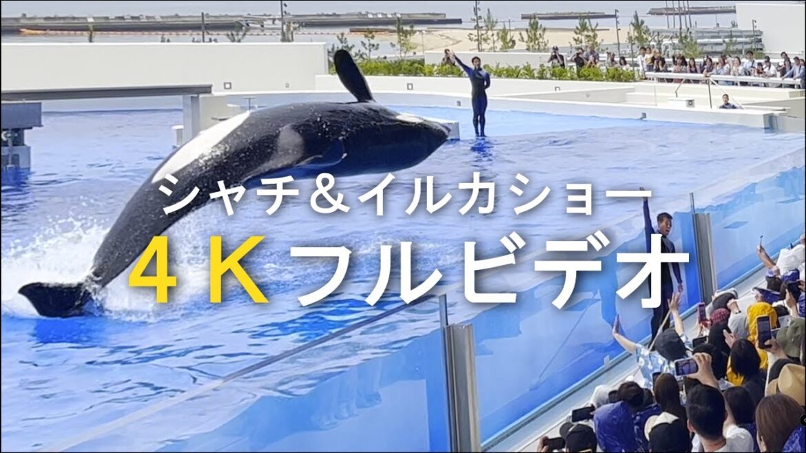 【4K HDR】 ノーカット版！シャチパフォーマンス/神戸須磨シーワールド🐬/オルカショ―/オルカスタジアム/ステラ/ラン/Kobe Suma Sea World