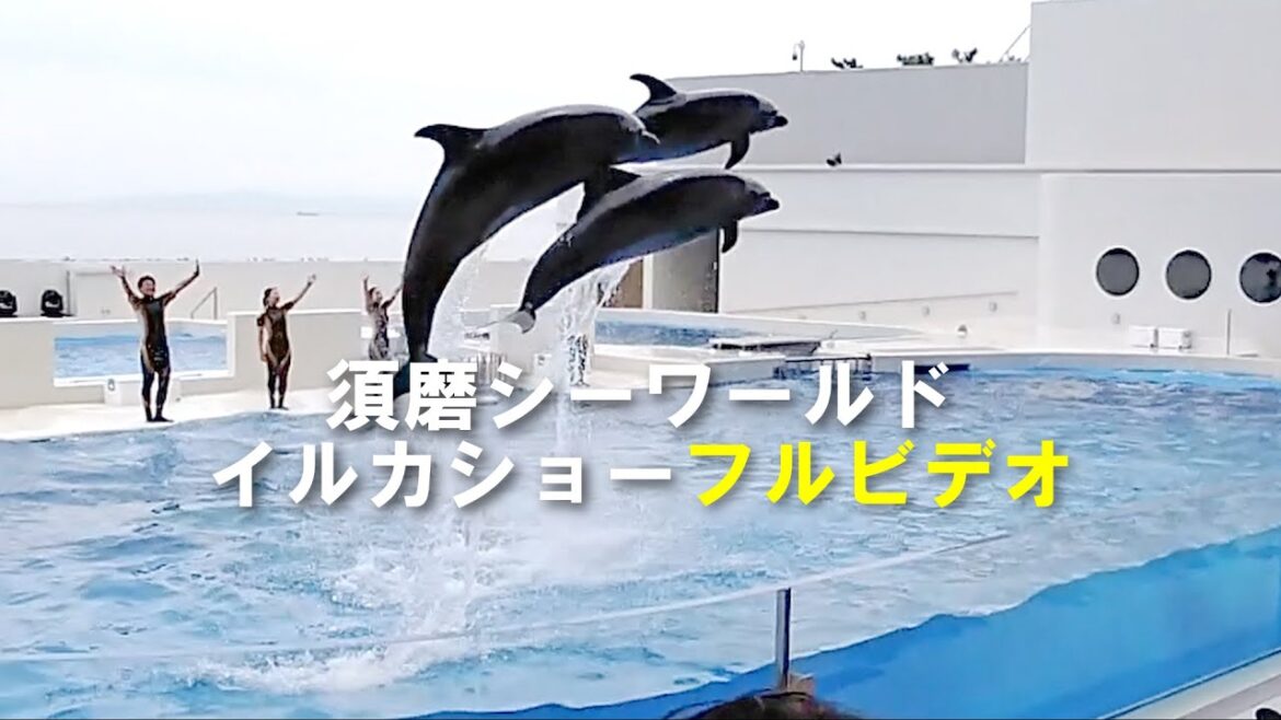 神戸須磨シーワールド🐬イルカショー/ドルフィンパフォーマンス🐬/ドルフィンスタジアム/フルビデオ/Kobe Suma Sea World / Dolphin Show 神戸須磨シーワールド🐬イルカショー/ドルフィンパフォーマンス🐬/ドルフィンスタジアム/フルビデオ/Kobe Suma Sea World / Dolphin Show