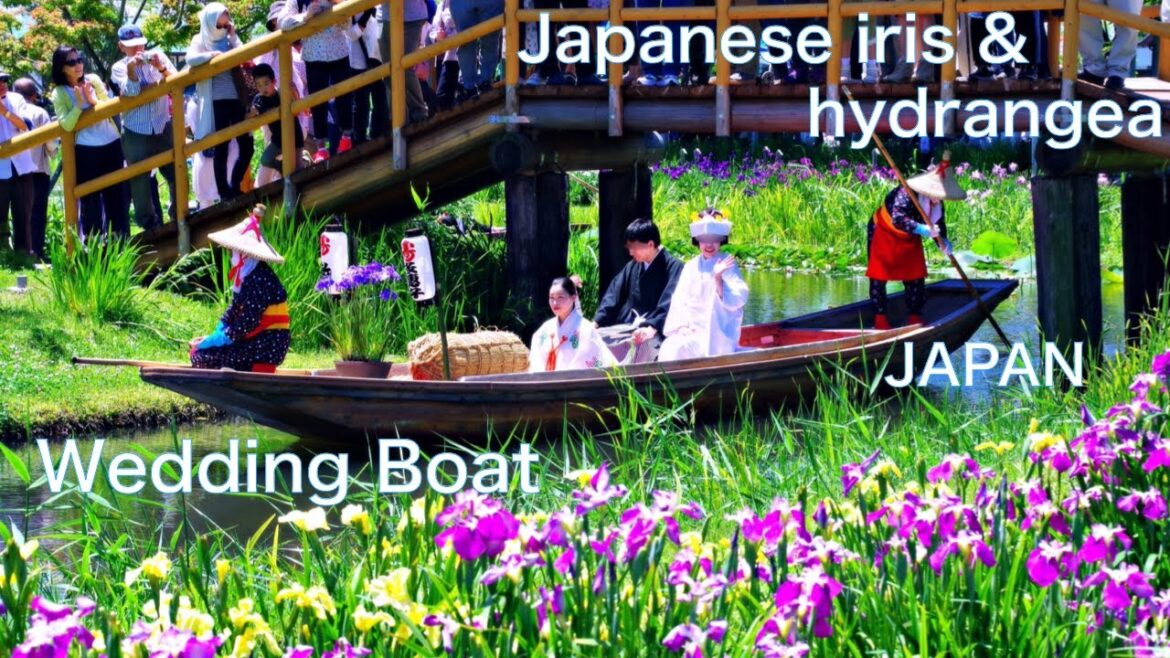 【Japanese Iris Park】Enjoy hydrangeas, irises, and lotuses, A must-see tradition of “wedding boat” 【Japanese Iris Park】Enjoy hydrangeas, irises, and lotuses, A must-see tradition of "wedding boat"
