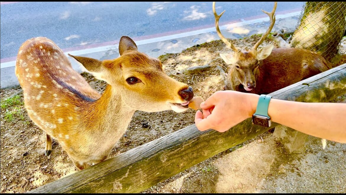 [NARA] WILD DEER PARK Natural Habitat Over 1000 yrs, Kame Sushi Osaka, Marriott Breakfast -Japan 11