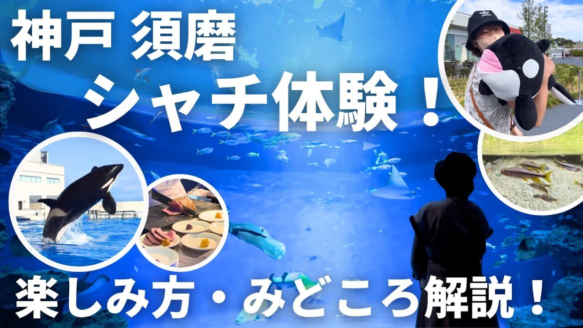 【周り方のコツ＆館内解説】必見！レストラン・シャチ丸ごと体験｜神戸須磨シーワールド｜関西おでかけvlog｜水族館