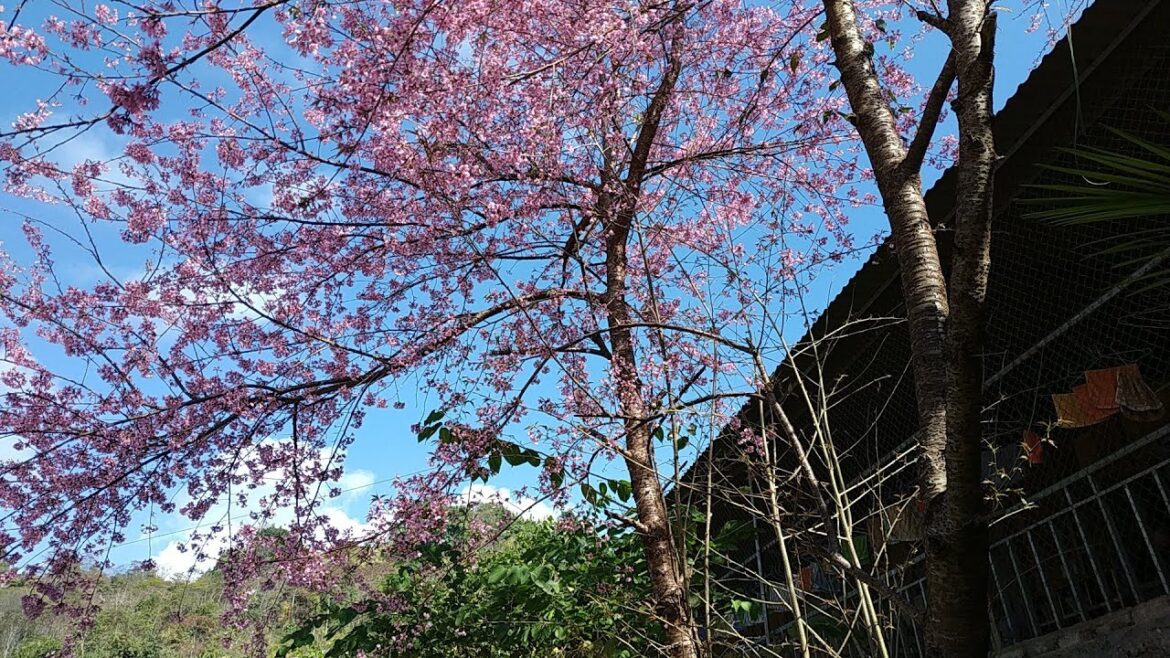 #YouTube| Đầu xuân  Ngược Miền Hoa Ban ngắm hoa anh đào Nhật Bản