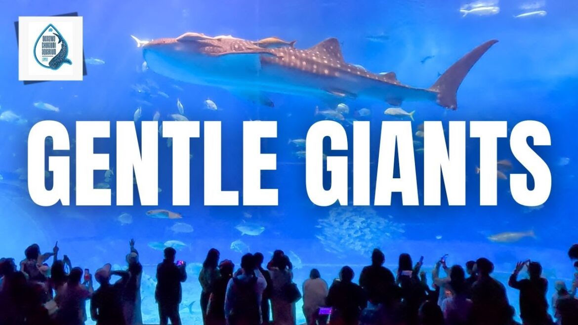Discover The Wonders Of Churaumi Aquarium In Okinawa, Japan! Discover The Wonders Of Churaumi Aquarium In Okinawa, Japan!
