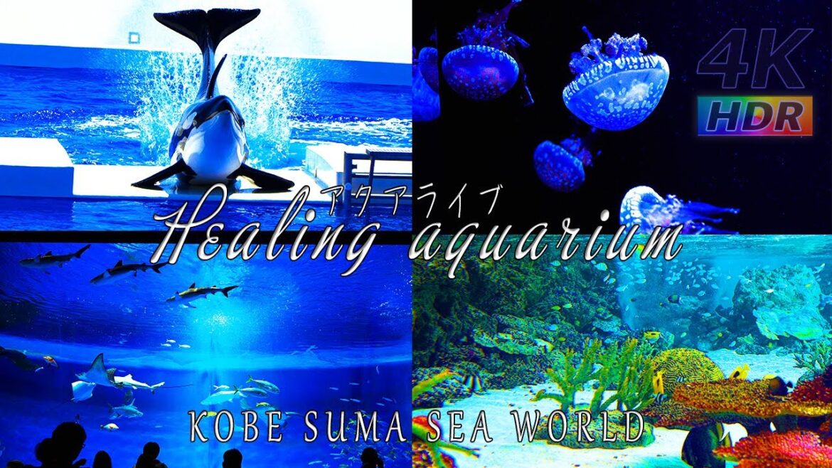 【4K HDR】ヒーリングアクアリウム – 神戸須磨シーワールド アクアライブ – KOBE SUMA SEA WORLD – スマシー VLOG 05 【4K HDR】ヒーリングアクアリウム - 神戸須磨シーワールド アクアライブ - KOBE SUMA SEA WORLD - スマシー VLOG 05