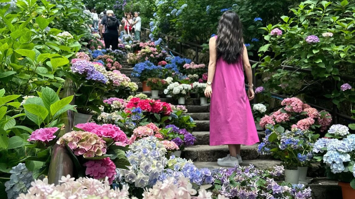 Visiting Nara, Japan / Deer Park, Todaiji- Temple, Hesedera / Solo Female Travel Visiting Nara, Japan / Deer Park, Todaiji- Temple, Hesedera / Solo Female Travel