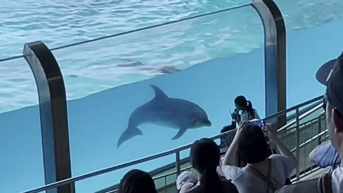 南紀白浜アドベンチャーワールド/和歌山/動物園/旅行/白浜/Wakayama Adventure World 🐬🐘🦓 南紀白浜アドベンチャーワールド/和歌山/動物園/旅行/白浜/Wakayama Adventure World 🐬🐘🦓
