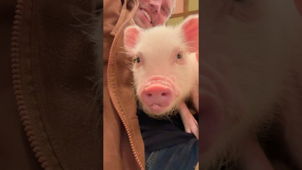 Going HOG WILD At The Pig Cafe | Kyoto 🐖 🇯🇵