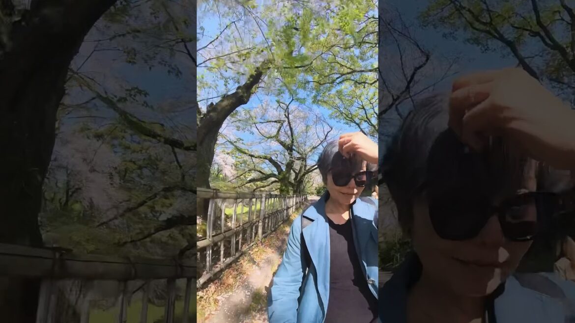 full of cherry blossoms in Nagoya Castle #japan #travel #sakura