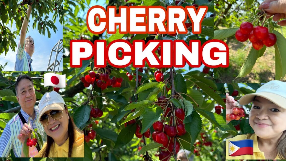 🍒Cherry Picking 🍒Yamagata, Japan | Cherry Farm Tour | Healthy Eating @DORISTV28 🍒Cherry Picking 🍒Yamagata, Japan | Cherry Farm Tour | Healthy Eating @DORISTV28