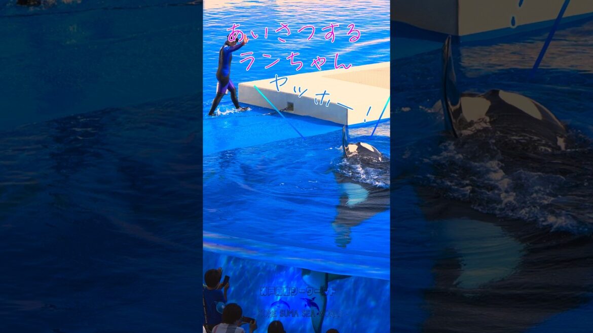 あいさつするシャチ! #神戸須磨シーワールド #シャチ #ランちゃん #スマシー あいさつするシャチ! #神戸須磨シーワールド #シャチ #ランちゃん #スマシー