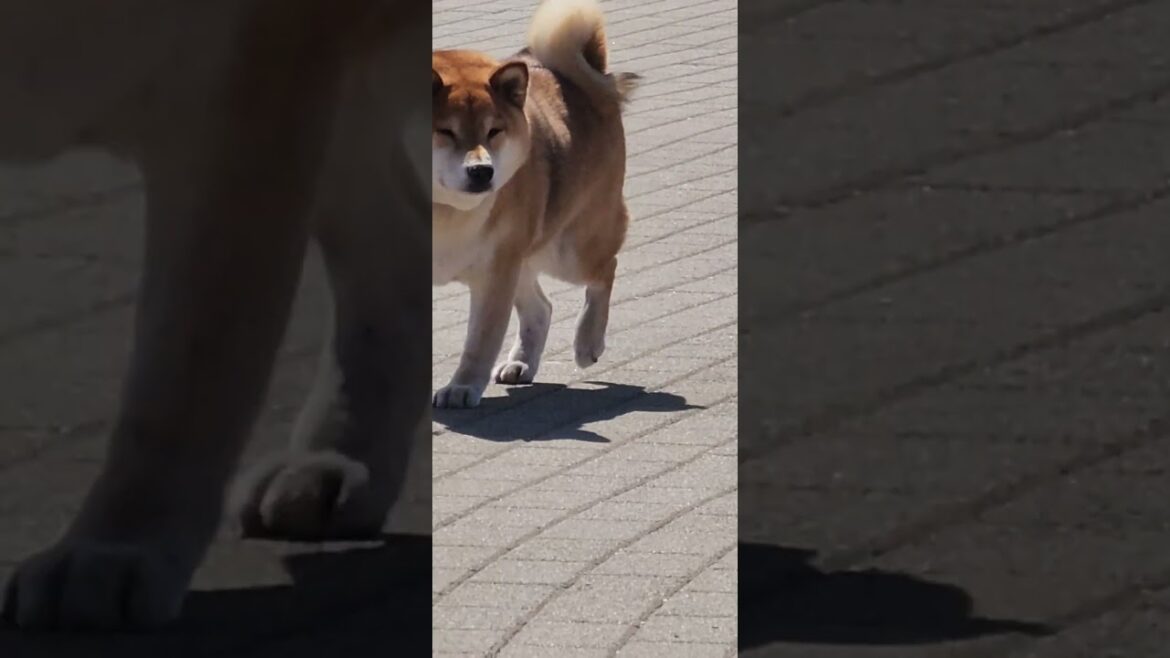 akita was distracted