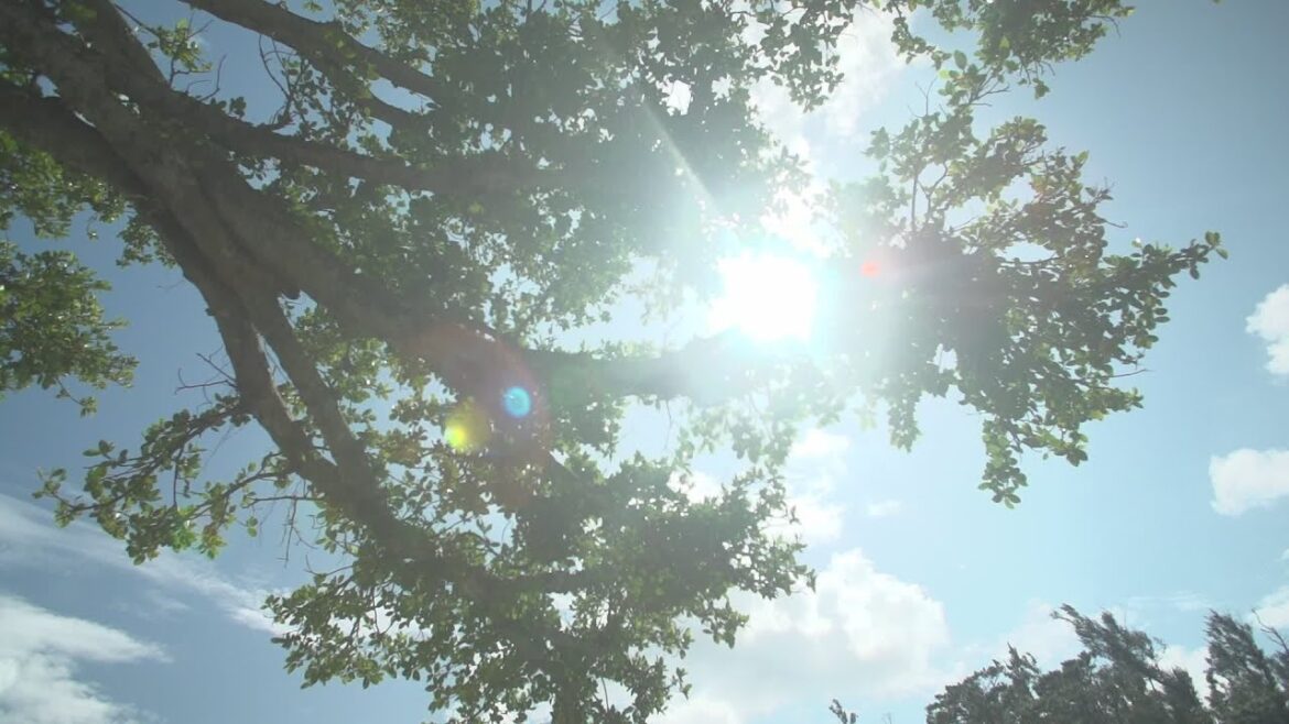 Discover THE BUSENA TERRACE Banyan Village｜【公式】ザ・ブセナテラス　バニァンビレッジ