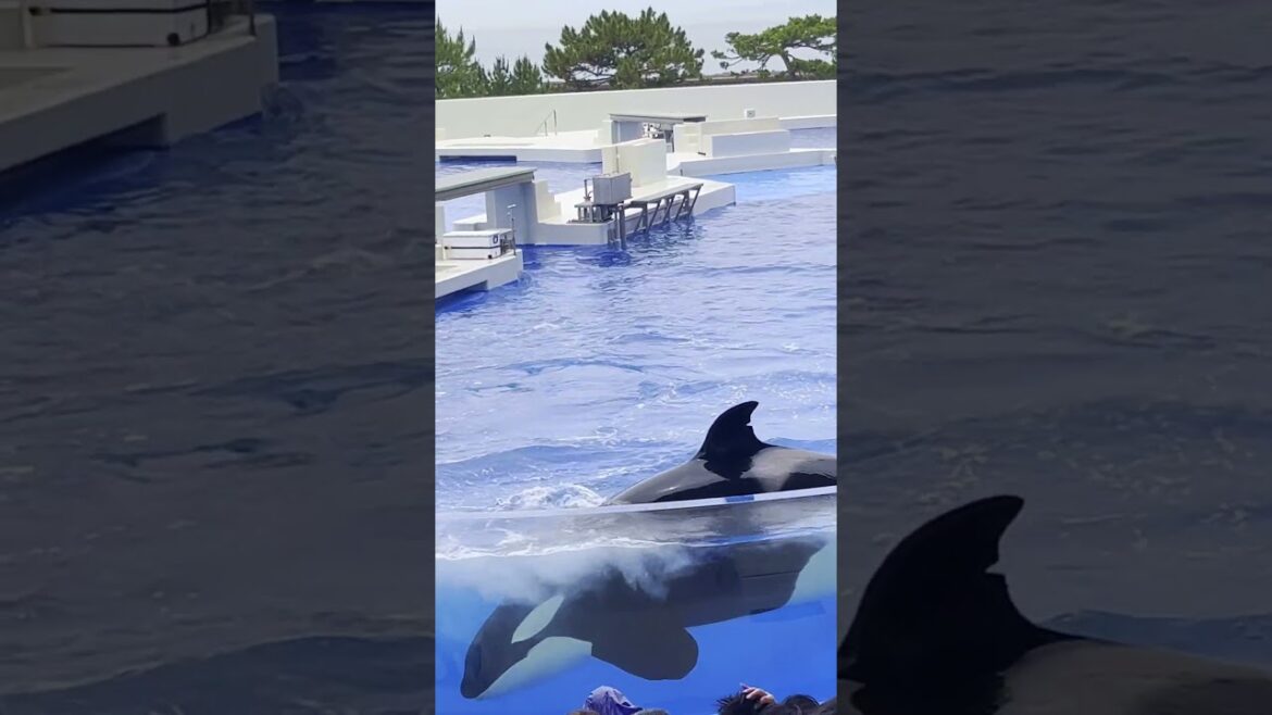 【神戸須磨シーワールド】1日Vlog 迫力満点シャチとイルカショー🐬/須磨水族館/オルカショ―/神戸観光/旅行　Kobe Suma Sea World