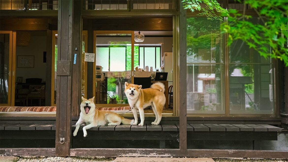 Staying at an Akita Dogs Hotel in Japan | Kakunodate Samurai Residences Enishi Staying at an Akita Dogs Hotel in Japan | Kakunodate Samurai Residences Enishi