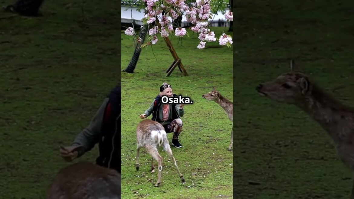 Top 10 Places to Visit in Japan   Part 2