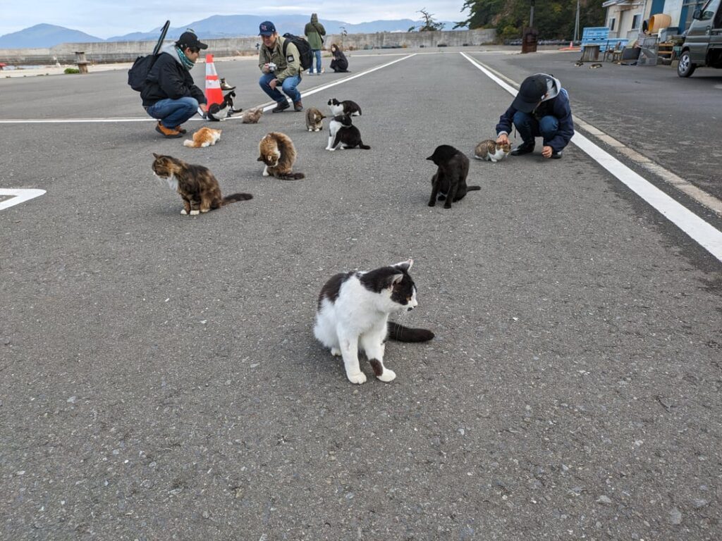 Cat Island. Tashirojima Island in Miyagi.