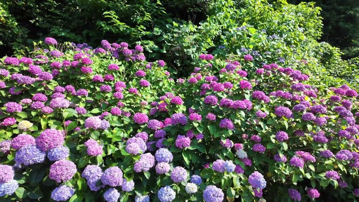 [4K Hydrangea in full bloom] IZU Shimoda Park, Shizuoka, Japan 2024 #あじさい #下田