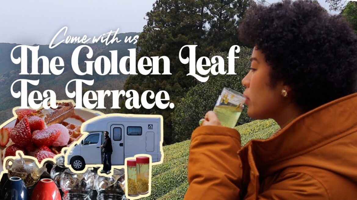 RV Roadtrip to Shizuoka | Come with us to the World's Only Golden Leaf Tea Terrace🇯🇵🍵