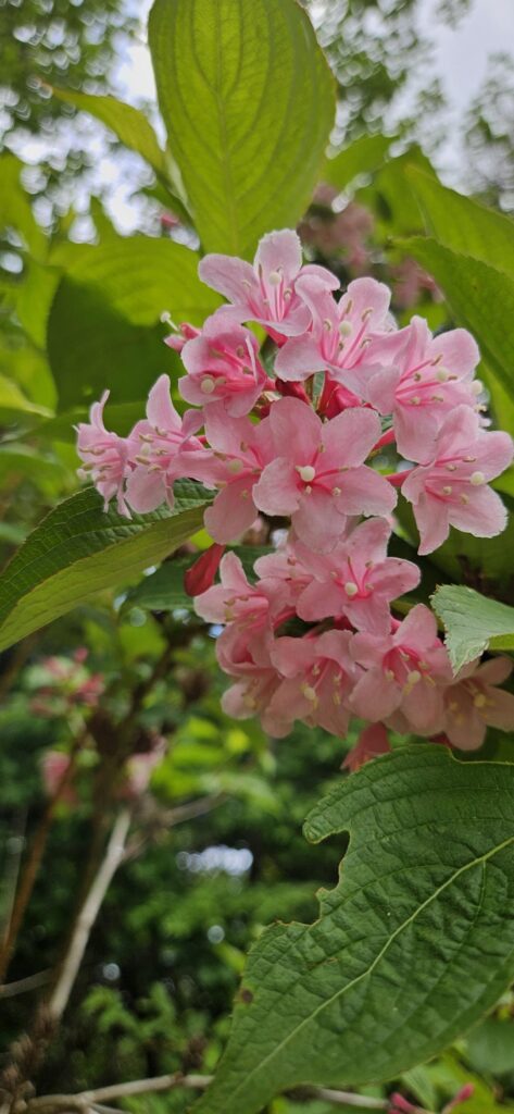 Cherry blossom or no?