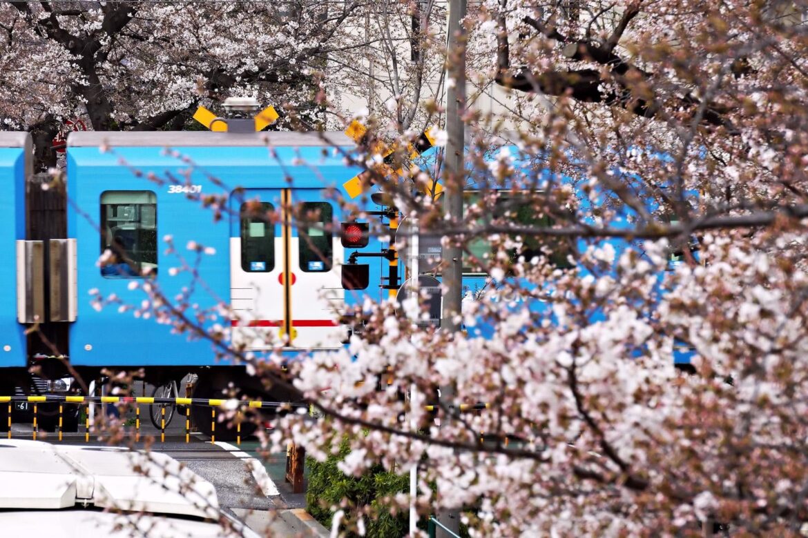 Doraemon and Cherry Blossoms