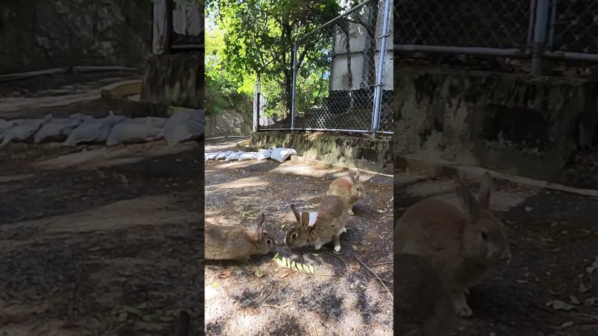 Bunny Paradise: Exploring the Rabbit Island of Ōkunoshima, Hiroshima 26 #relaxing #travel #japan