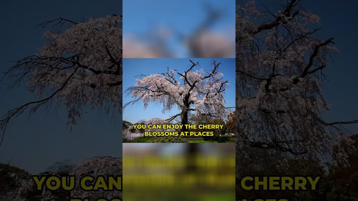 Kyoto: Cherry Blossoms ๐ธ #travel #packngo #cherryblossom #kyoto #japan Kyoto: Cherry Blossoms ๐ธ #travel #packngo #cherryblossom #kyoto #japan