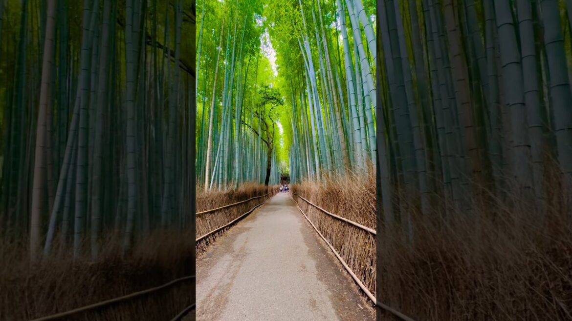 Gorgeous Bamboo Forrest in Kyoto 🇯🇵 #travel #bamboo #kyoto