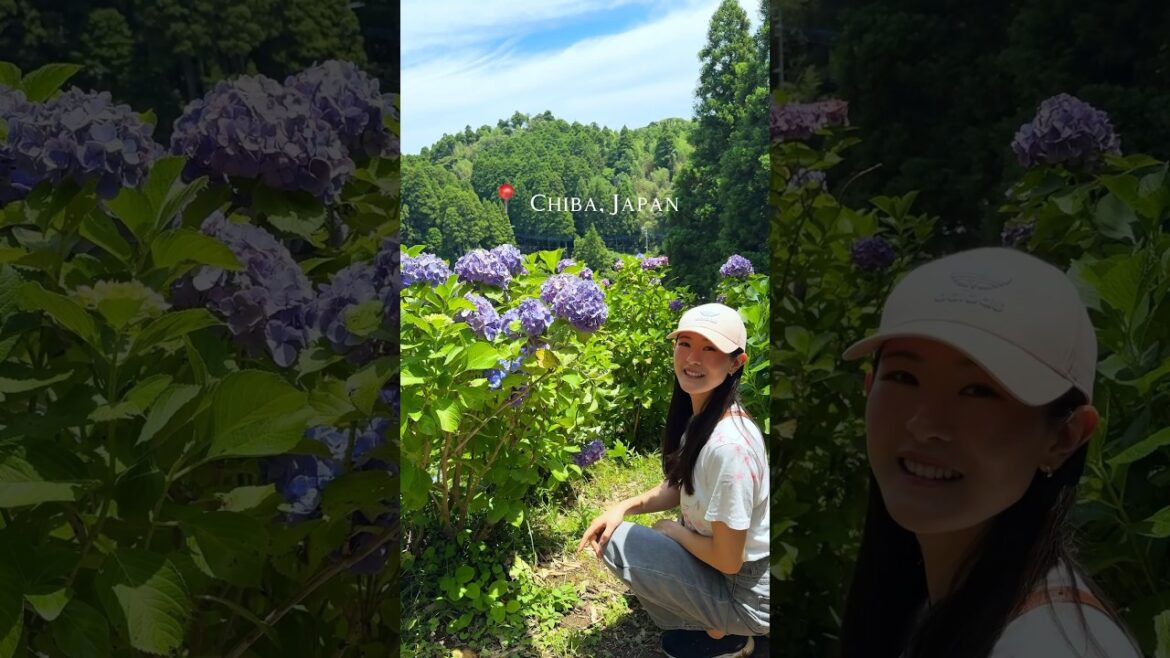 Stunning hydrangea garden in Chiba prefecture, Japan