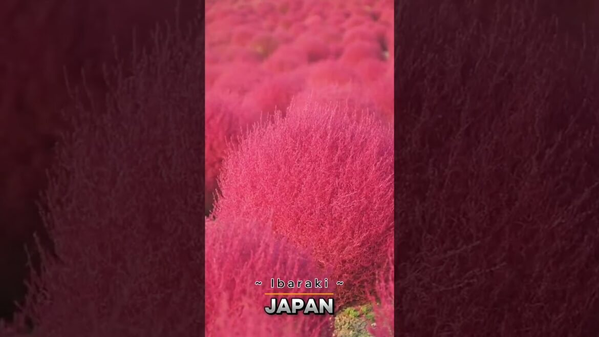 Discover Japan Hidden Spots | Japan Hidden Treasures #travel #japan #japantravelguide #japan2024 Discover Japan Hidden Spots | Japan Hidden Treasures #travel #japan #japantravelguide #japan2024