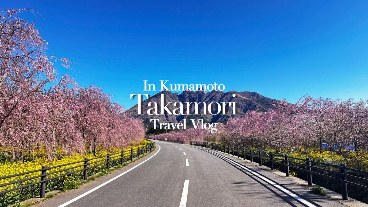 vlog/cherry blossoms/Japan/anime/Ghibli/cats/movie/Kumamoto/Sakura Road