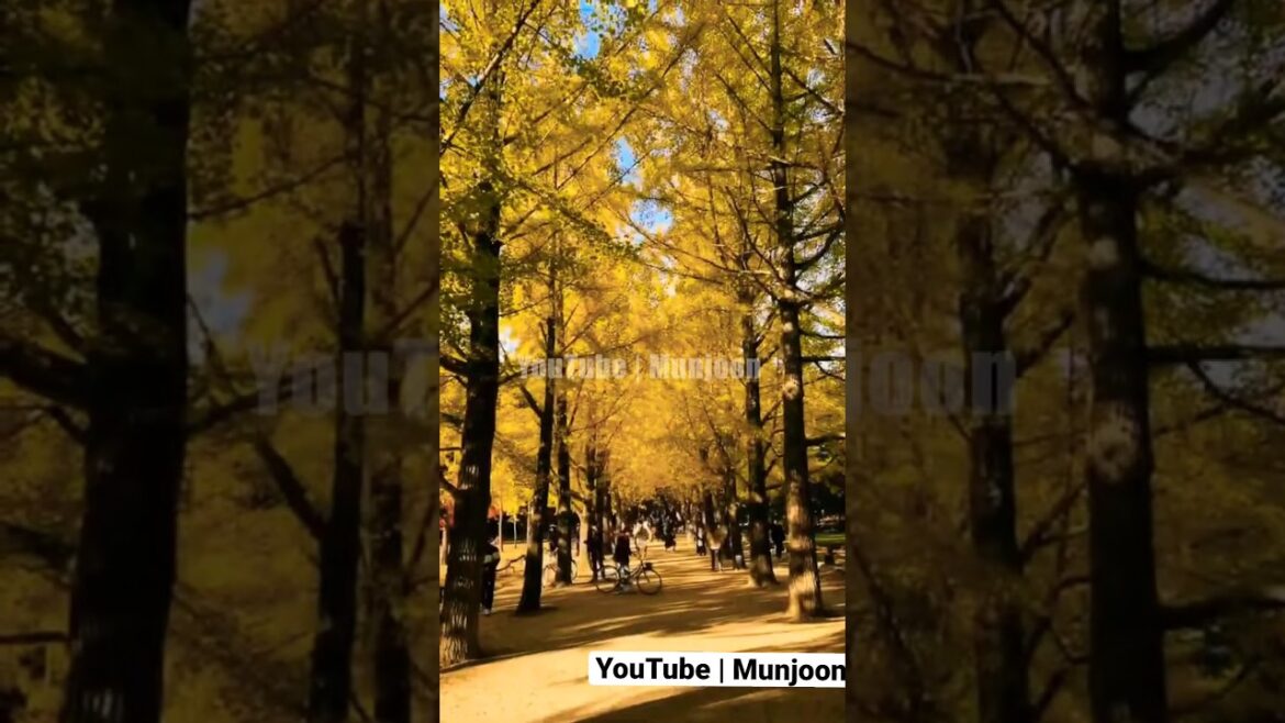 Discover the Beauty of Nami Island in Autumn 😲🍁Korea Tour #southkorea #shorts #shortsfeed #travel