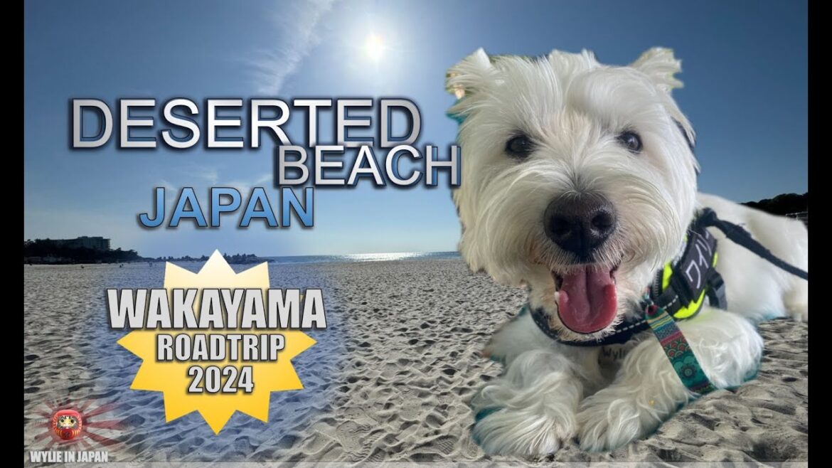 Deserted Beach in Japan | Shirarahama Beach | Pure White Sand 人けのないビーチ |白良浜 |真っ白な砂 Deserted Beach in Japan | Shirarahama Beach | Pure White Sand 人けのないビーチ |白良浜 |真っ白な砂