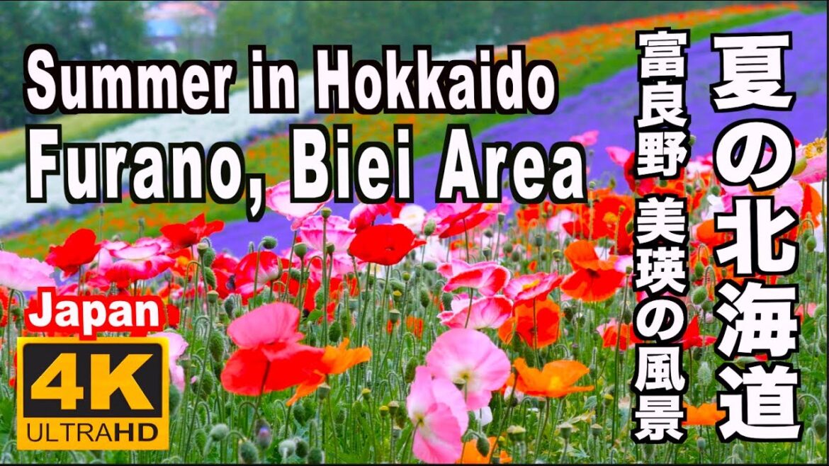 夏の北海道の富良野、美瑛の風景 Summer scenery in Furano, Biei, Hokkaido 北海道観光 旅行 富良野観光 ファーム富田 四季彩の丘 ラベンダー畑 花の名所