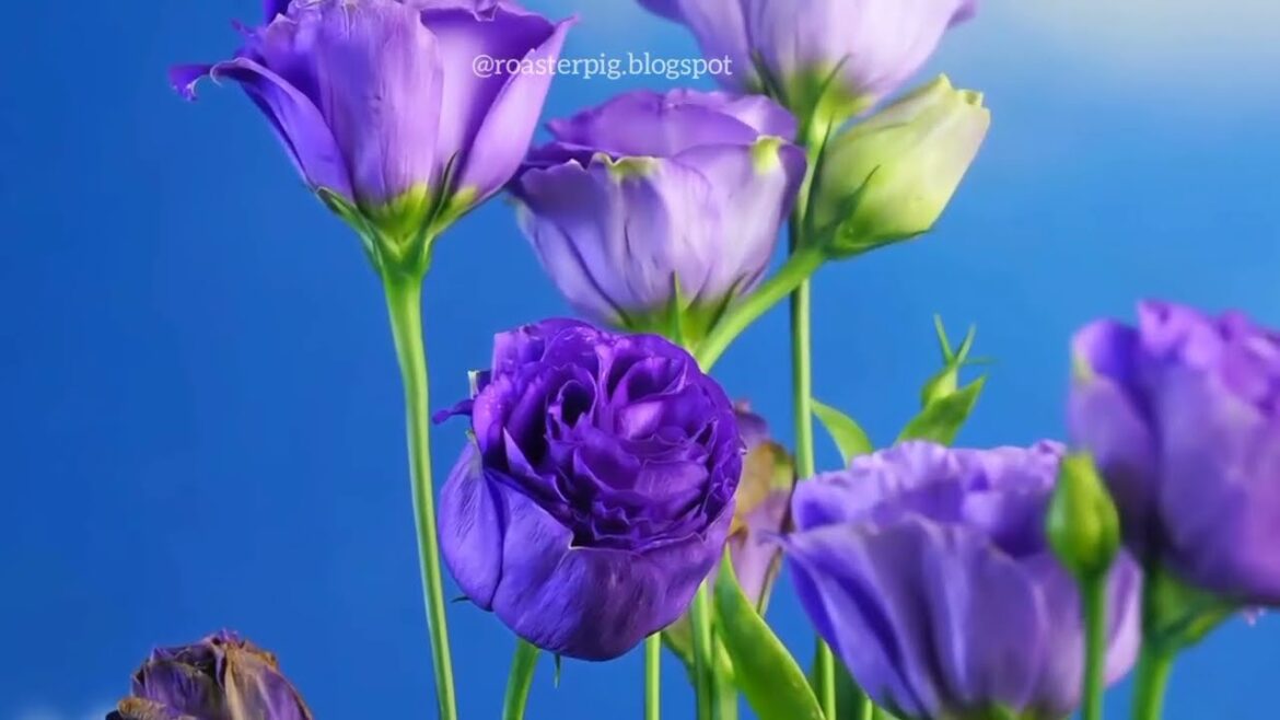 Time-lapse Compilation Bloom of flower forming #flowers