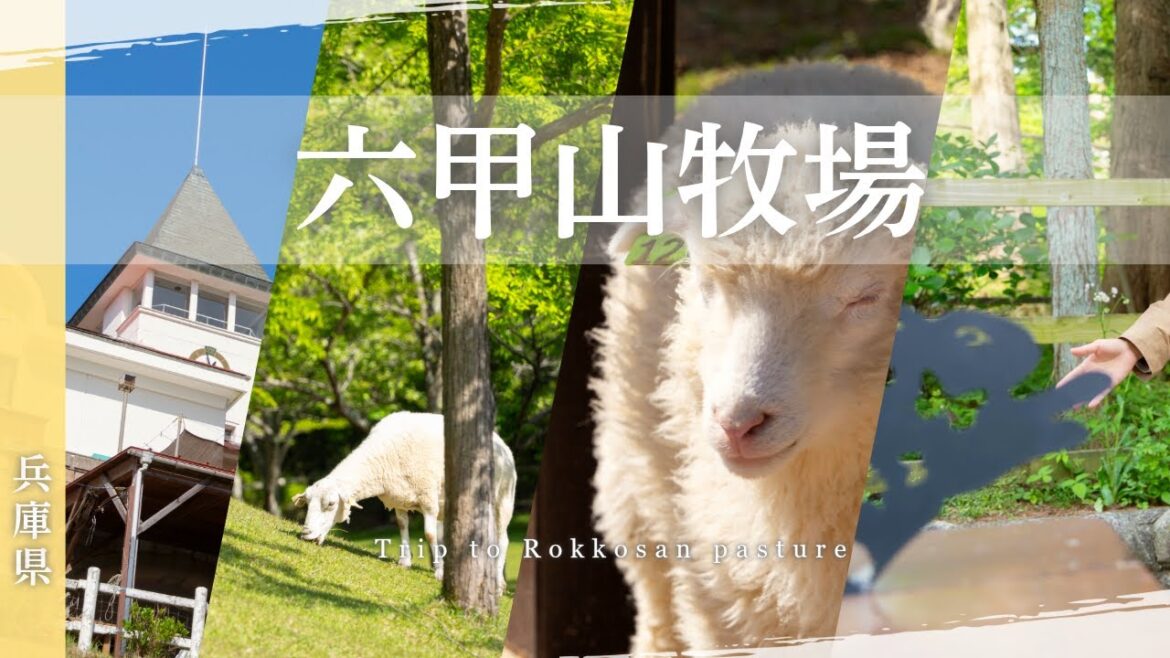 【神戸六甲山牧場】絶品チーズフォンデュと双子の仔ヒツジと触れ合う旅_Japan Travel vlog 2024