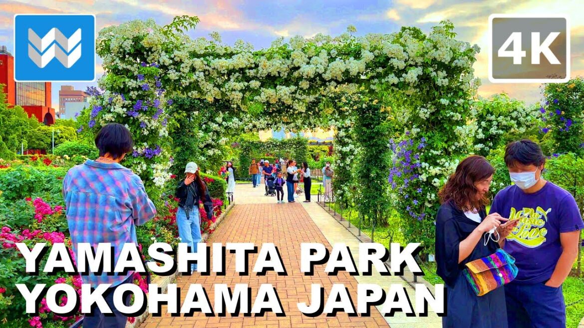 [4K] Yamashita Park's Future Rose Garden in Yokohama Japan 🇯🇵 2024 Walking Tour Vlog & Travel Guide