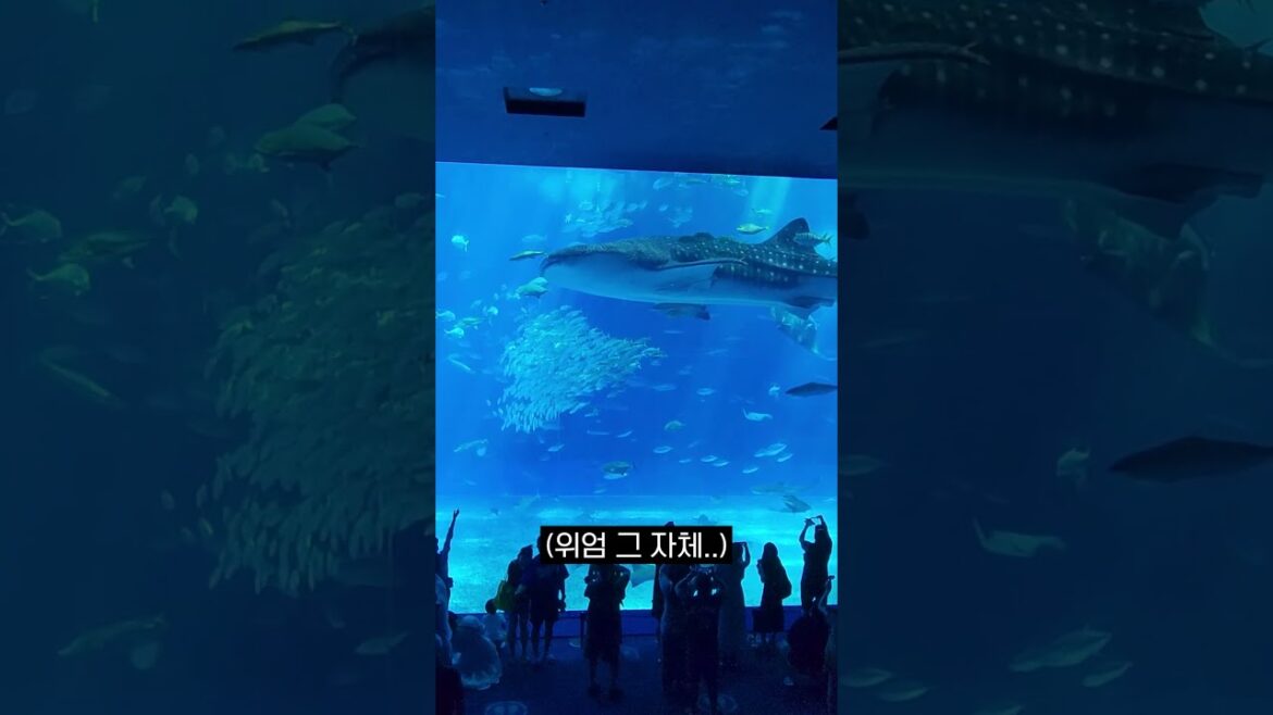 고래상어를 볼 수 있는 일본 츄라우미 수족관에 가봤습니다.