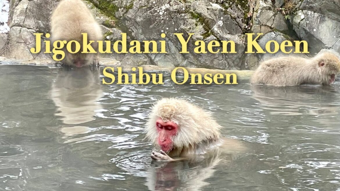 Ep10. Snow Monkey Jigokudani Yan Koen & Shibu Onsen | Small Town with a lot of public Onsen | Nagano