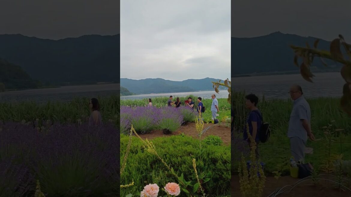 beautiful mount fuji japan Rolling clouds#clouds #nature#travel #shortsbeta #mountains #viral