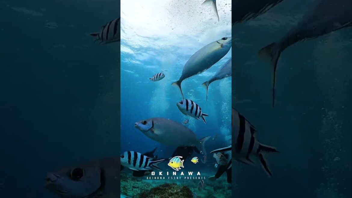 오키나와 푸른 동굴은 예약 1위 오키나와 에세이