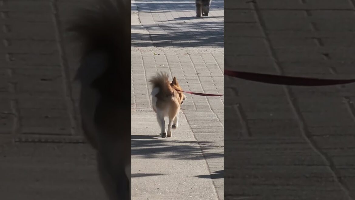 akita looking for corgi