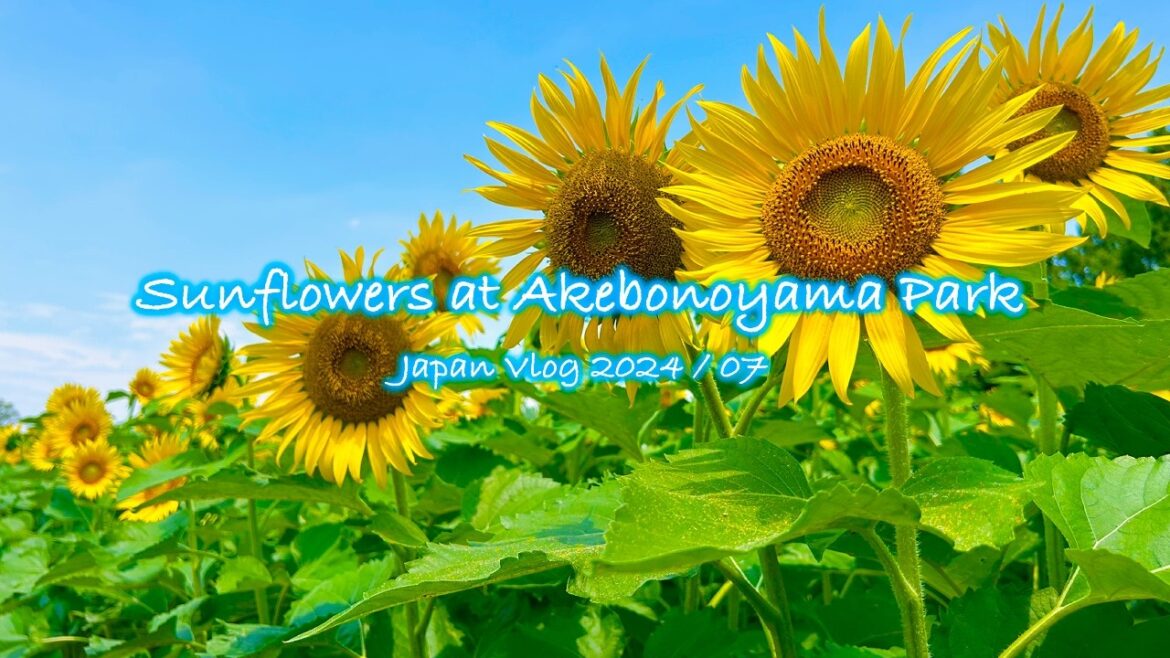 Sunflowers at Akebonoyama Agricultural Park | Summer, Flowers, Chiba | Japan Vlog Sunflowers at Akebonoyama Agricultural Park | Summer, Flowers, Chiba | Japan Vlog