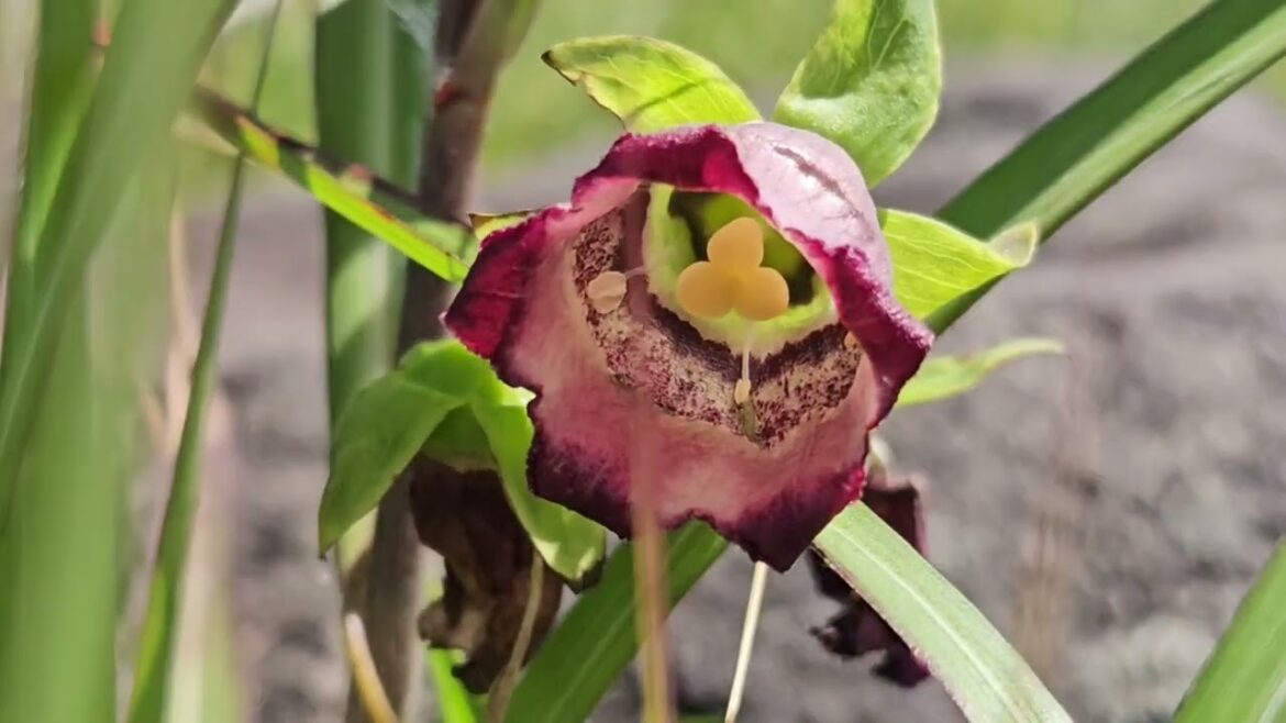 Mount Kirigamine Nagano July 2024